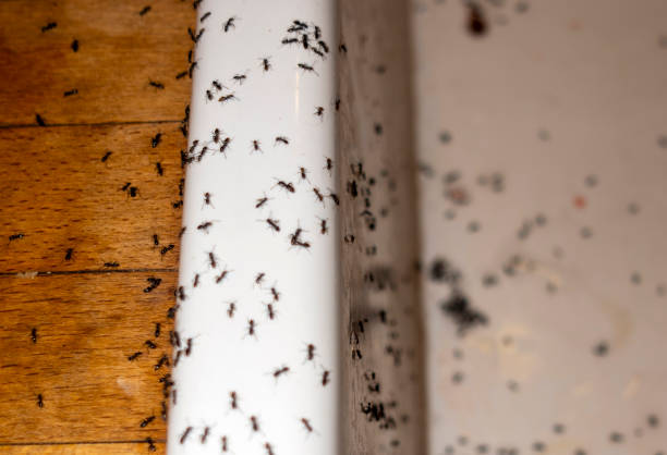 Best Flea Control Services  in Keshore, LA