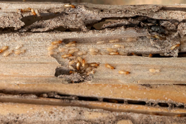 Best Pest Removal Services  in Keshore, LA